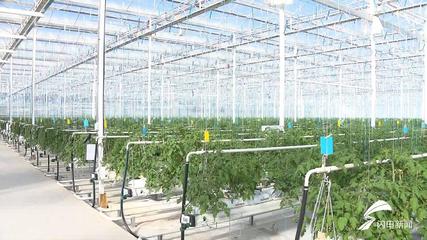 齐鲁农业标准化新征程 寿光兰陵将领跑，章丘大葱金乡大蒜品牌标准蓄势待发